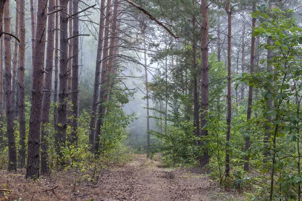 Forêt & brouillard Photo De Stock